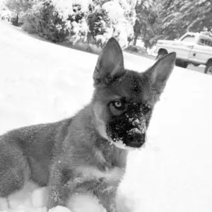 Axle, head of security